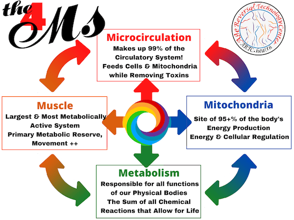 4M's Approach to Health - Microcirculation-Mitochondria-Metabolism-Muscle