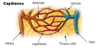 capillary