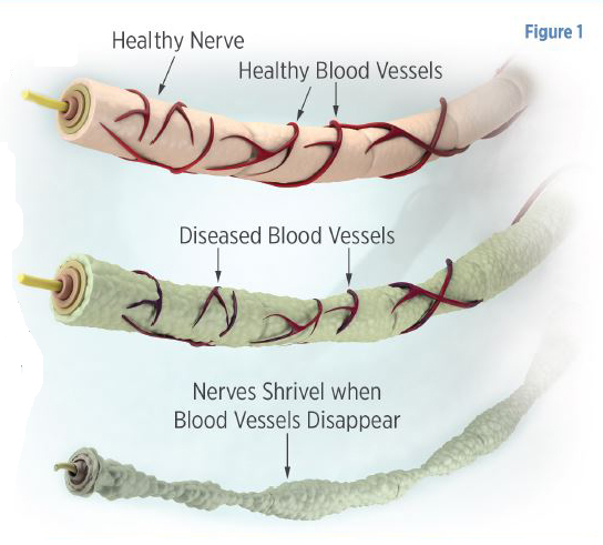 nerves and blood system